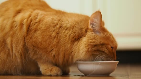 Cute Ginger Cat Sitting on Floor and Eating Cat Food From Its White Bowl. Fluffy Pet in Cozy Home. alt