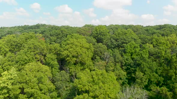 a canopy of lush green forest trees under blue cloudy sky drone right flight 4k alt