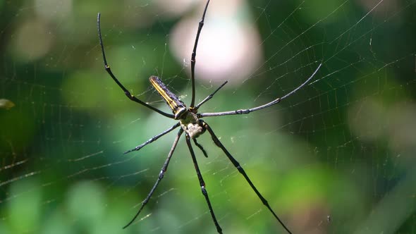 Close-up of spider animals in the wild. Spiders in the wild alt