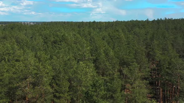 Elevated View Of Green Pine Coniferous Forest In Spring. Woods At Springtime.