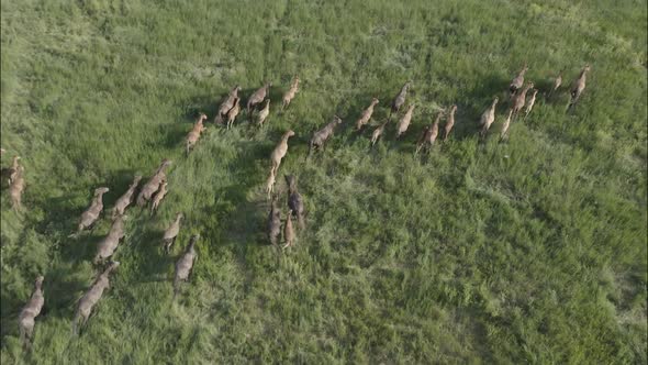 Wild Horses Running Wild Mustangs Run on the Green Grass alt