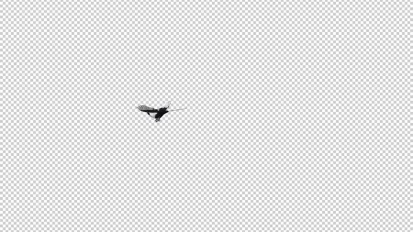 Eurasian Magpie Bird - Flying Loop - Screen Circle - Alpha Channel