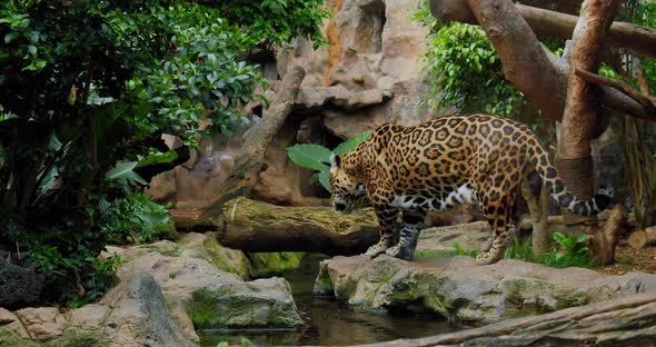 Wild Adult Jaguar Walking Moving Along River alt