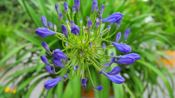 Beautiful Violet Flowers In The Garden  alt