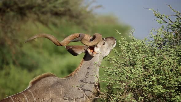 Kudu Bull Feeding On A Tree alt
