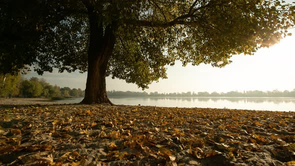 Tree on the Lake Shore