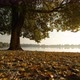 Tree on the Lake Shore - VideoHive Item for Sale