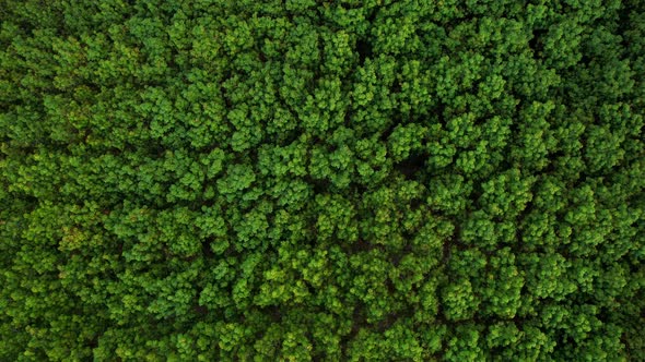 4K Aerial view over a rubber tree in Thailand. natural texture for background alt