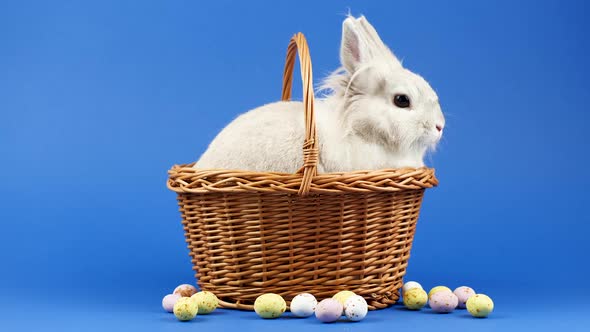 Decorative Domestic Rabbit Sits in Basket on a Blue Background. Adorable Little Bunny Looks Around.  alt