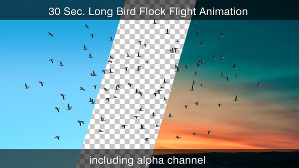 Bird Flock With Alpha Channel