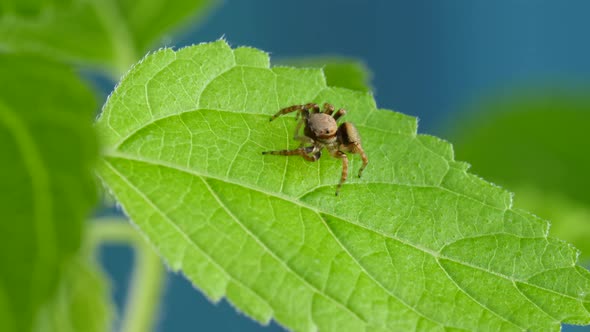 Cute Red Jumping Spider Sitting And Looking Curious on Green Plant alt
