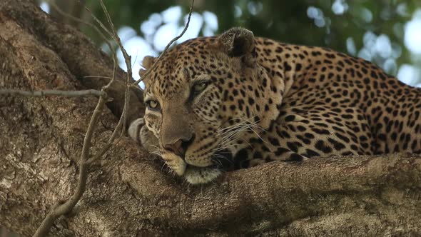 Male Leopard Looking Around and Sleeping