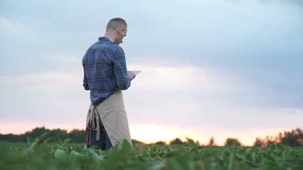 Male Farmer Agronomist Examining Soybean Plants Cultivated Field