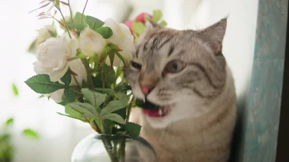 Cat Sitting on Shelf Closeup Scottish Fold Portrait alt