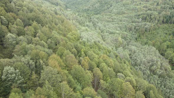 Forest in the Mountains. Aerial View of the Carpathian Mountains in Autumn. Ukraine alt