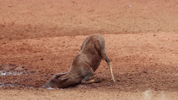 Tsessebe Antelope Playing In Mud alt