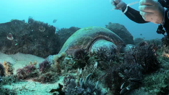 A marine researcher measures the shell of a resting Green Sea Turtle while scuba diving for a citize alt