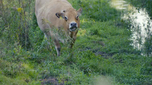hungry brown cow with horn on his head is eating and looking happily at the camera while stickking alt