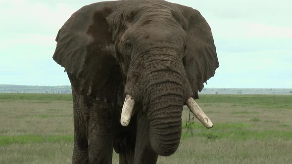 African Elephant (Loxodonta africana) lock shot of big bull  eating in the grasslands, and looking a alt