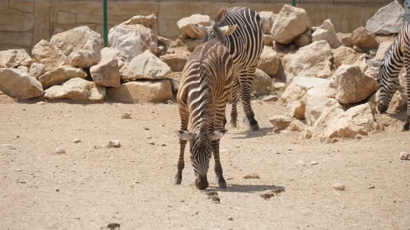 Three Zebras Eating Grain on a Ground Flat Area in a Zoo on Sunny Day in Summer