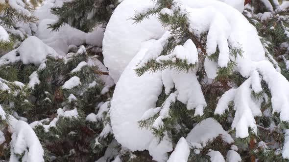 Heavy Snow Falling in a Coniferous Forest