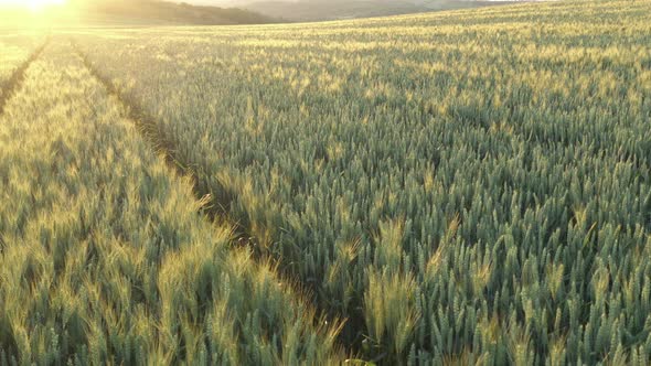 Flying just over ears of wheat under sun light 4K footage