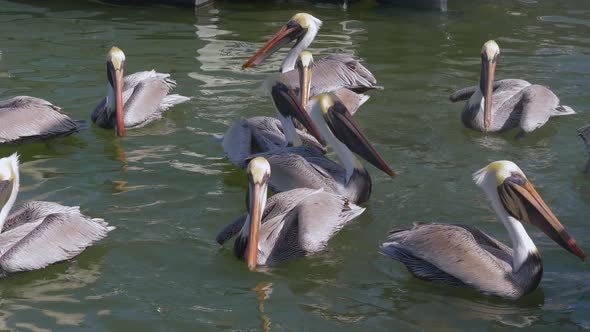 Group of Hungry Pelicans Waiting for Fish