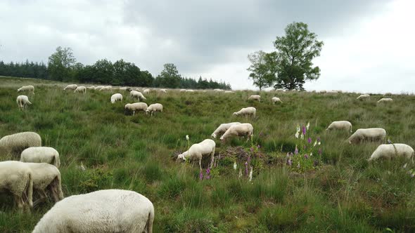 Sheep grazing at national park the Veluwe in the Netherlands alt