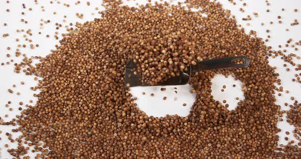 Coriander, coriandrum sativum, seeds falling against White Background, Slow Motion 4K alt