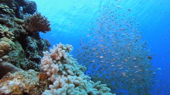 Tropical Underwater Glassfish alt