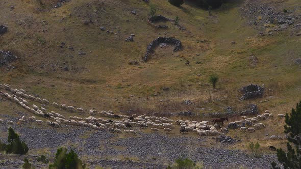 Herd of Sheep Rams on the Mountain Slope are Grazing and Eating Fresh Grass