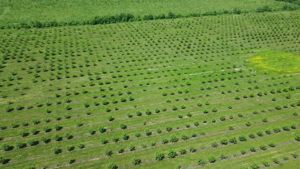 Apple Orchard View From a Height Trees Planted in Straight Rows