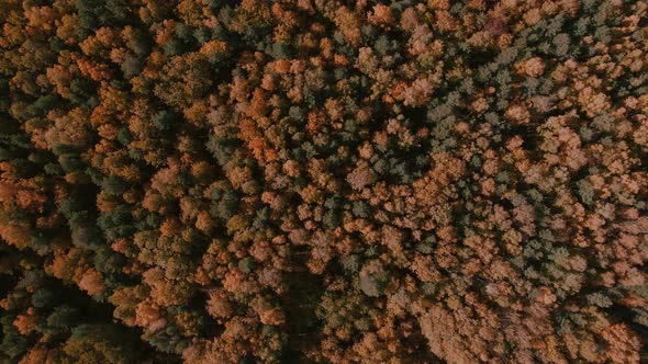 Closeup of colorful autumn forest in Ural