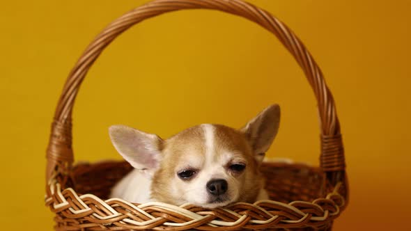 Chihuahua Dog Sits in a Basket on a Yellow Background