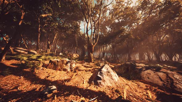 Misty Morning in the Woods with Rays of Light in the Forest alt