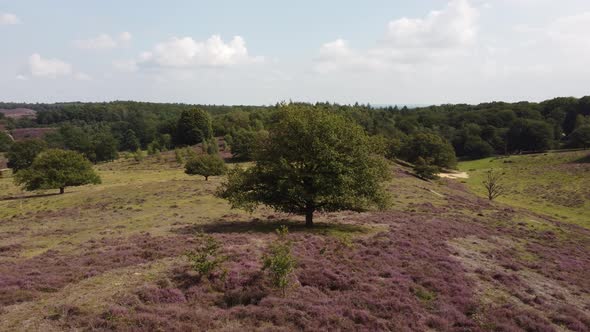 Purple blooming heathland at national park the Posbank in the Netherlands alt
