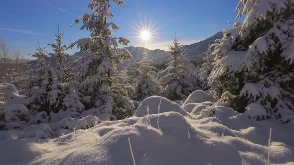 Camera Moves Slowly Through the Snow Between Snowcovered Fir Trees alt