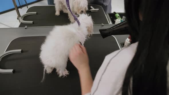 Veterinarian Blow-dry a Dog Bichon Bolognese Hair in a Veterinary Clinic. alt
