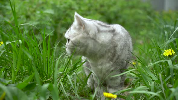 British Gray Cat Walks in Nature and Eats Fresh Grass alt