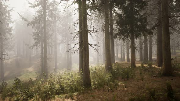Sunbeams in Natural Spruce Forest alt