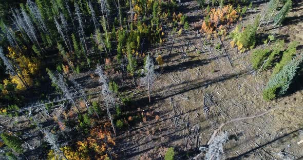 Aerial over pine forest and aspens. Many of the trees are dead from pine beetles alt