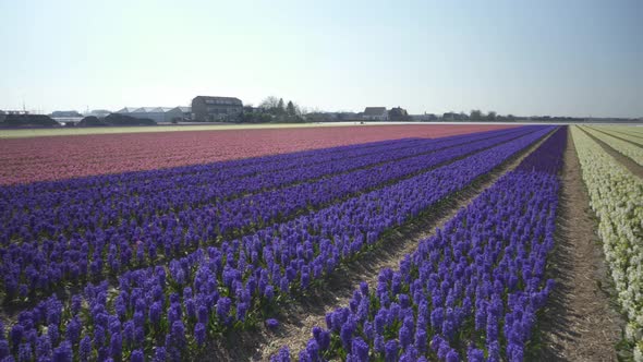 Dutch Hyacinth (Hyacinthus Orientalis) Flowerfield On A Bright Sunny Day. Panning Right alt