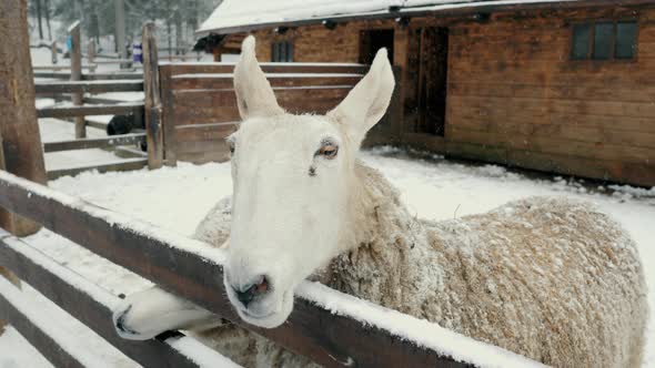 Funny Sheep Beg for Food Livestock Farm in Winter Under Snowfall