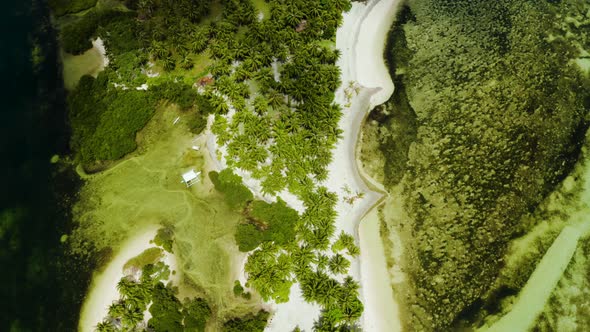 Tropical Beach with Palm Trees alt