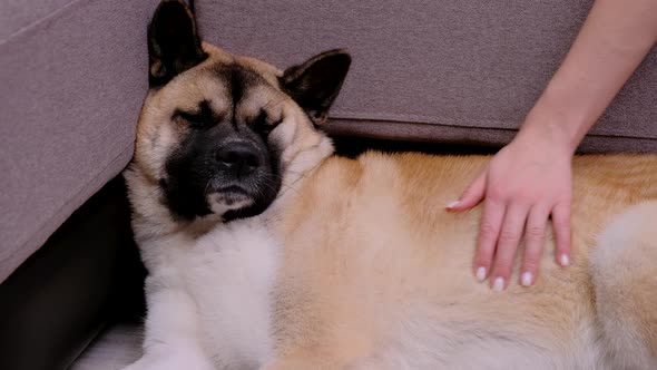 a Woman Strokes a Sad American Akita at Home. Cute Dog Is Lying By the Sofa. alt