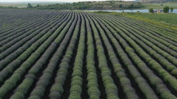 Levels  Planted With Lavender 4 alt