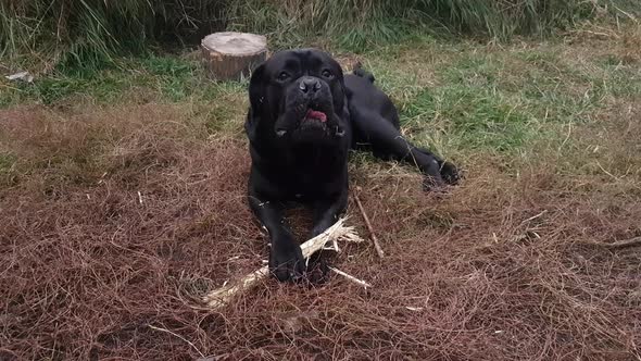 A huge black male Cane Corso lies on the grass with a gnawed stick and barks alt