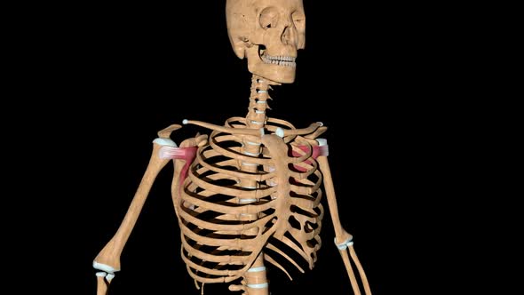 Subscapularis Muscles On Skeleton alt