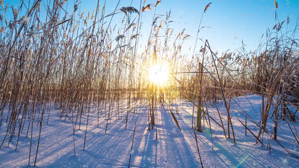 Reeds Sways in the Wind Against the Backdrop of Snow with Sunset alt