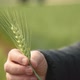 Holding Wheat - VideoHive Item for Sale